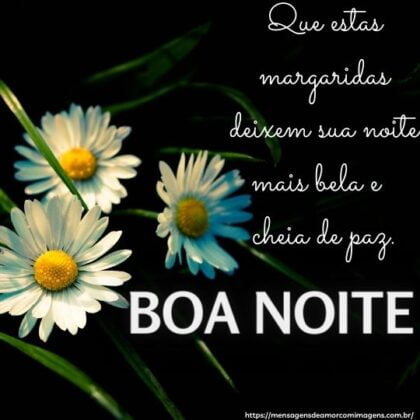 campos de margaridas boa noite